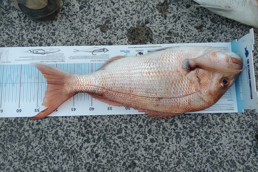 Rachael Hazelton caught this 52.5cm Snapper at Coromandel during The Export NZ Fishing Competition
