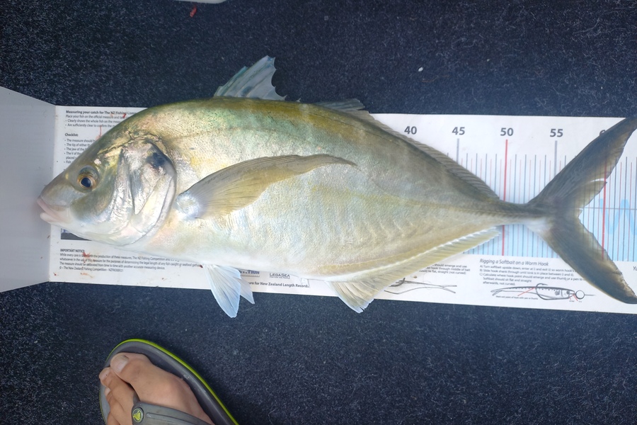 Andrew Tohu caught this 57.5cm Trevally at Northland during The Export NZ Fishing Competition