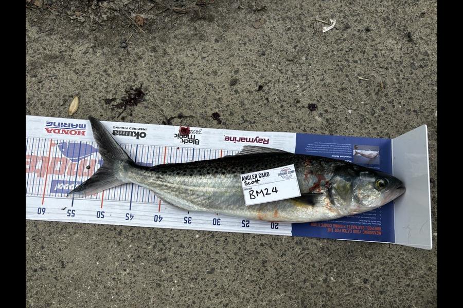 Scott Taylor caught this 50.5cm Kahawai at Bay of Plenty during The Export NZ Fishing Competition