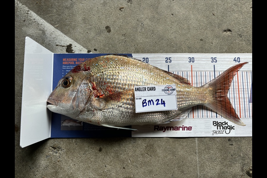 Hayden Owen caught this 37.5cm Snapper at Taranaki during The Export NZ Fishing Competition