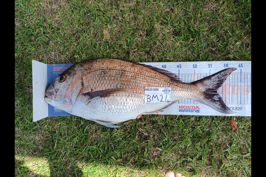 Joel Davies caught this 57.0cm Snapper at Northland during The Export NZ Fishing Competition