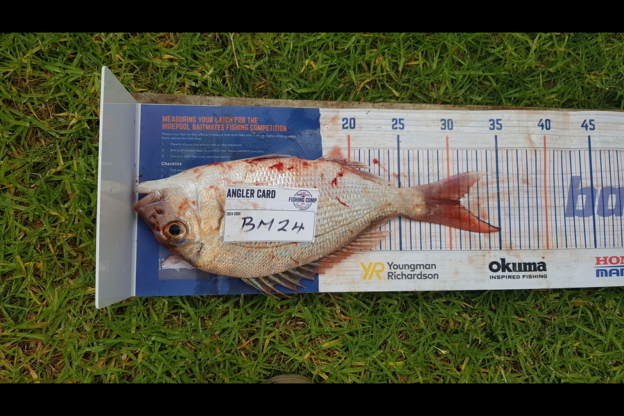 Gary Newland caught this 31.0cm Snapper at Coromandel during The Export NZ Fishing Competition