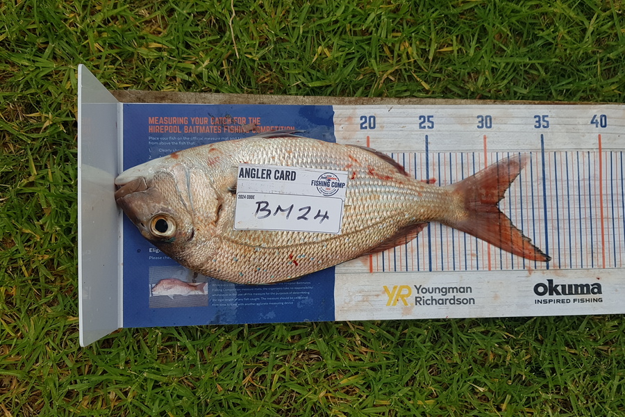 Ashton Newland caught this 31.0cm Snapper at Coromandel during The Export NZ Fishing Competition