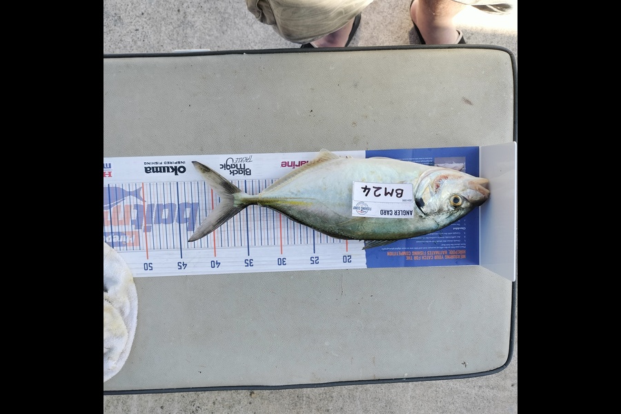 Aaron Moore caught this 38.5cm Trevally at Bay of Plenty during The Export NZ Fishing Competition