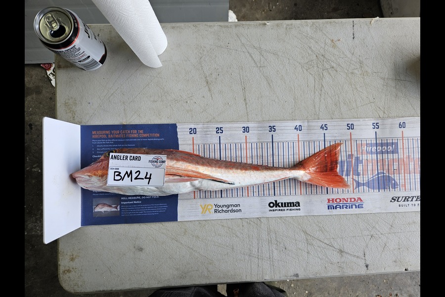 Shane Wilson caught this 47.0cm Gurnard at Hawkes Bay during The Export NZ Fishing Competition