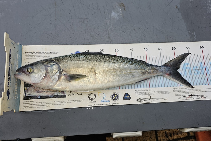 Frank van Vroonhoven caught this 50.0cm Kahawai at Bay of Plenty during The Export NZ Fishing Competition