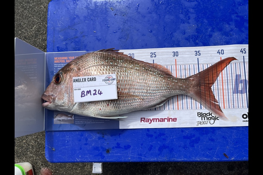 Carol Owens caught this 37.5cm Snapper at Northland during The Export NZ Fishing Competition