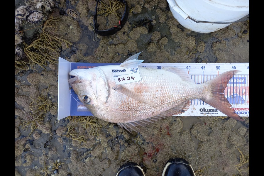 Gary Mulder caught this 51.5cm Snapper at Auckland during The Export NZ Fishing Competition