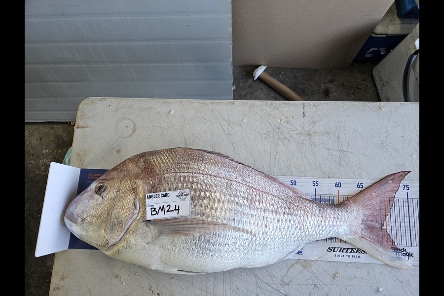 Shane Wilson caught this 69cm Snapper at Hawkes Bay during The Export NZ Fishing Competition