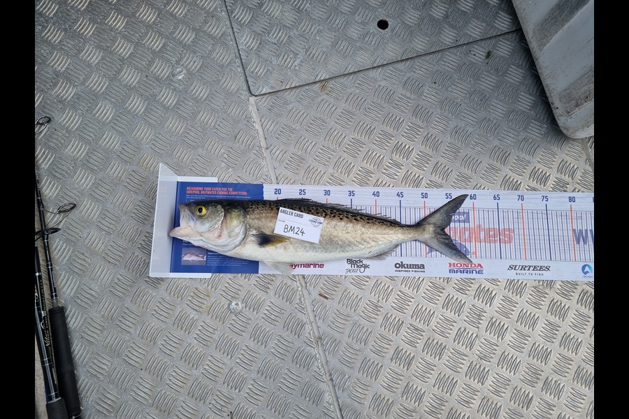 Jayden Emtage caught this 53.5cm Kahawai at Northland during The Export NZ Fishing Competition
