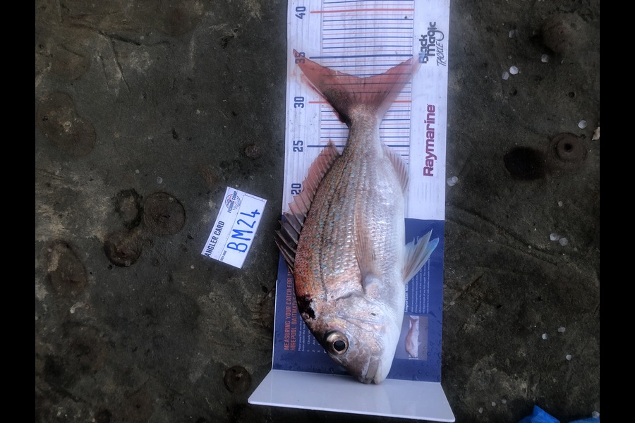 Mitchell Burkett caught this 32.5cm Snapper at Auckland during The Export NZ Fishing Competition