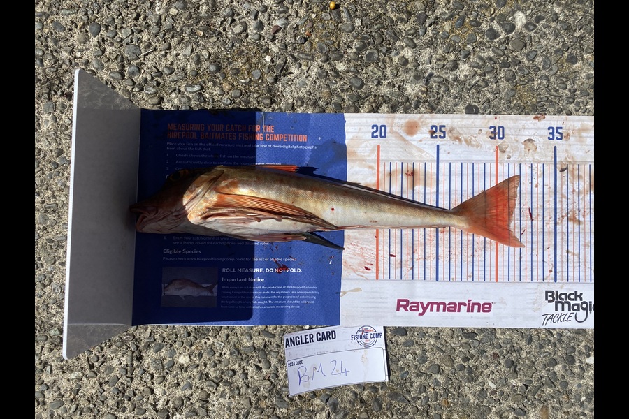 Ben Jones caught this 31.0cm Gurnard at Nelson/Marlborough during The Export NZ Fishing Competition