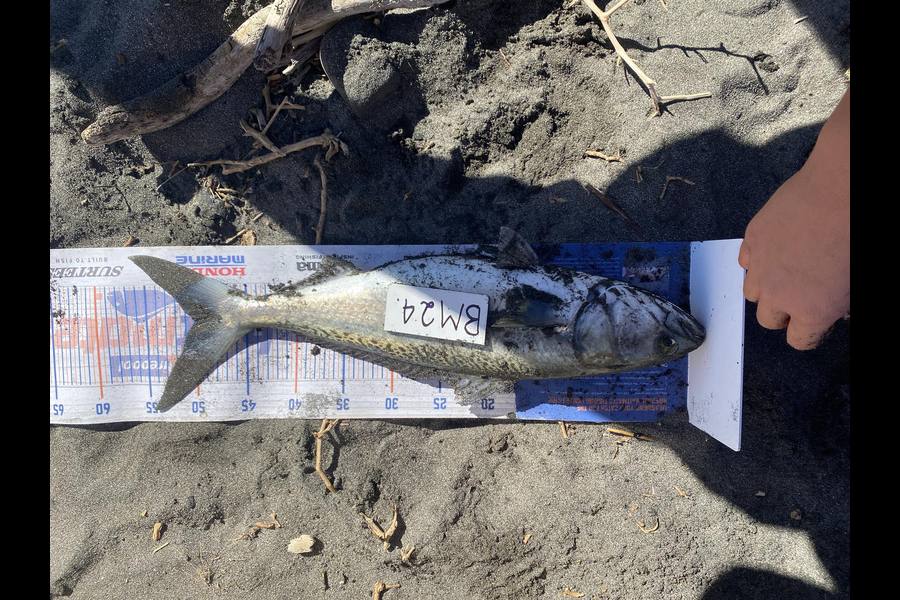 Roger Ratahi caught this 50.0cm Kahawai at Taranaki during The Export NZ Fishing Competition