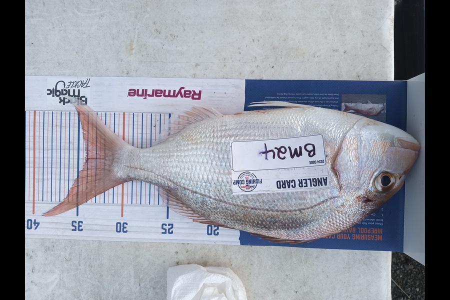 Yvonne Jones caught this 34.0cm Snapper at Waikato during The Export NZ Fishing Competition