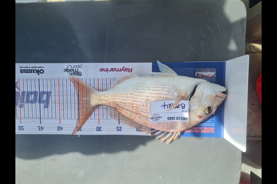 Rebecca Edmeades caught this 35.0cm Snapper at Waikato during The Export NZ Fishing Competition