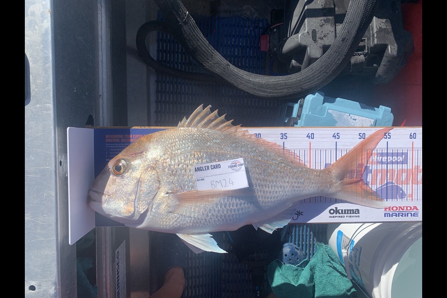 Jonathan Brown caught this 50.0cm Snapper at Nelson/Marlborough during The Export NZ Fishing Competition
