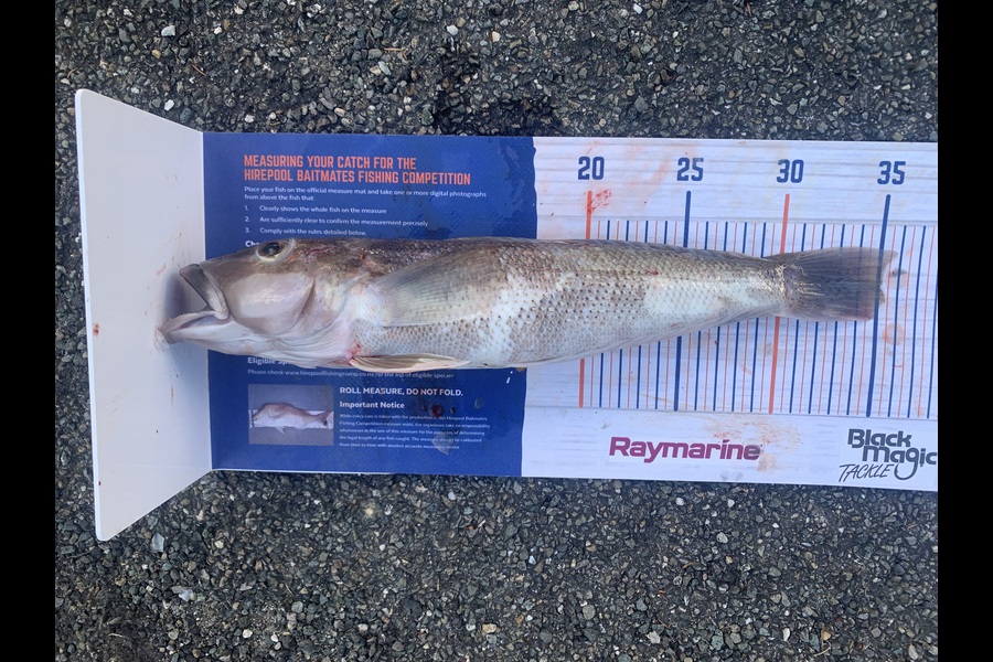 Jonathan Brown caught this 35.0cm Blue Cod at Nelson/Marlborough during The Export NZ Fishing Competition