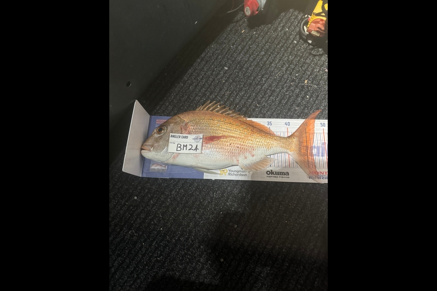 Cameron Coxhead caught this 46.5cm Snapper at Bay of Plenty during The Export NZ Fishing Competition