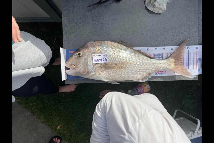 Lee Warmington  caught this 71.5cm Snapper at Northland during The Export NZ Fishing Competition