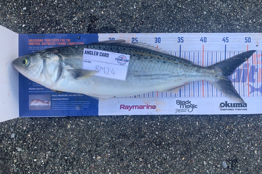 Carson Brown caught this 45.5cm Kahawai at Nelson/Marlborough during The Export NZ Fishing Competition
