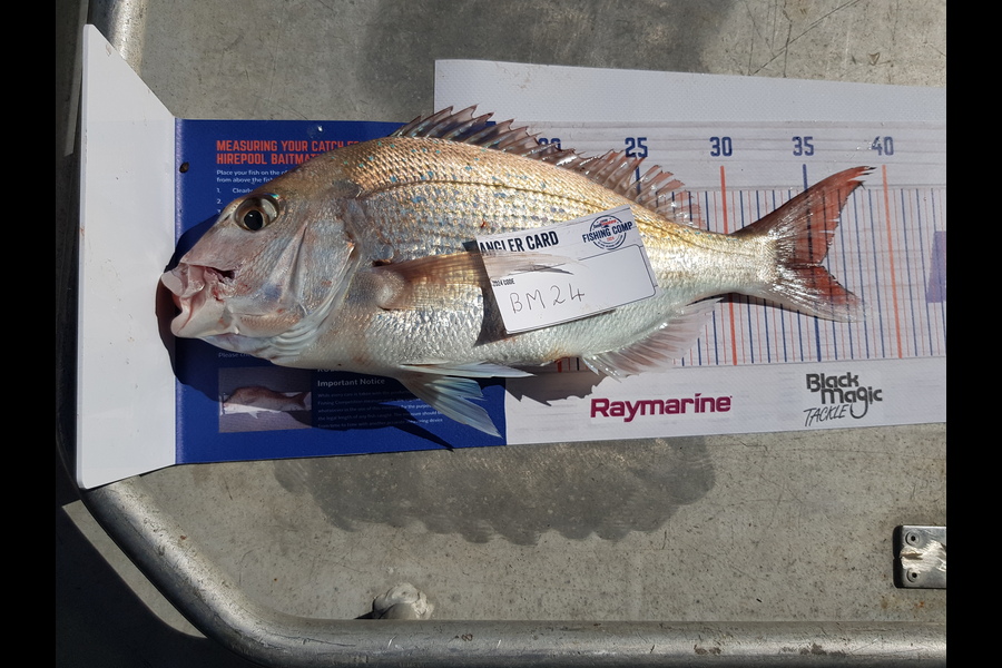 Carolyn Rose caught this 35.5cm Snapper at Nelson/Marlborough during The Export NZ Fishing Competition