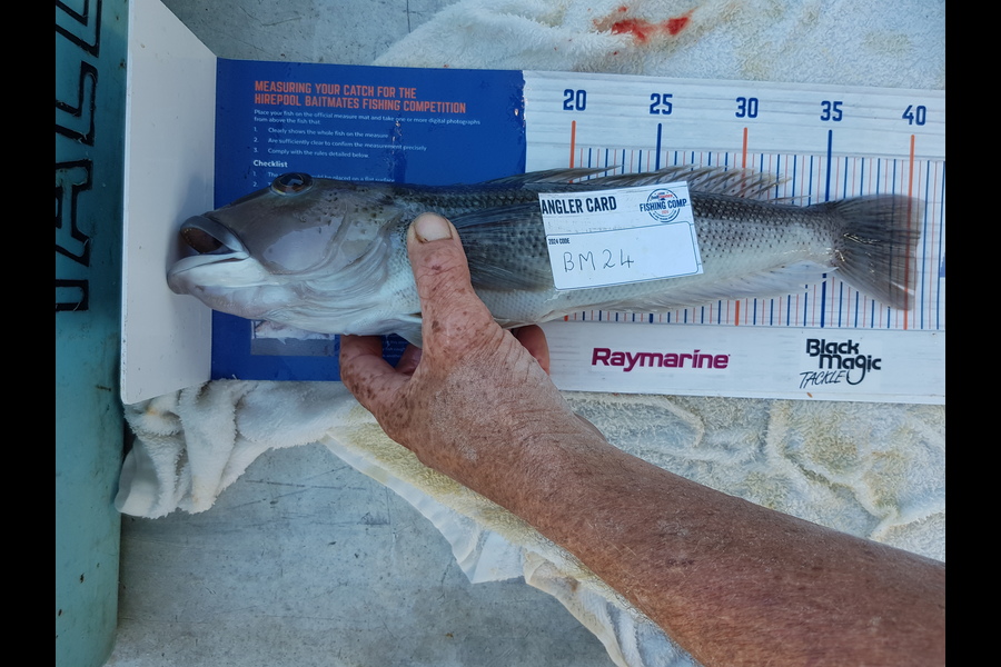Carolyn Rose caught this 40.5cm Blue Cod at Nelson/Marlborough during The Export NZ Fishing Competition