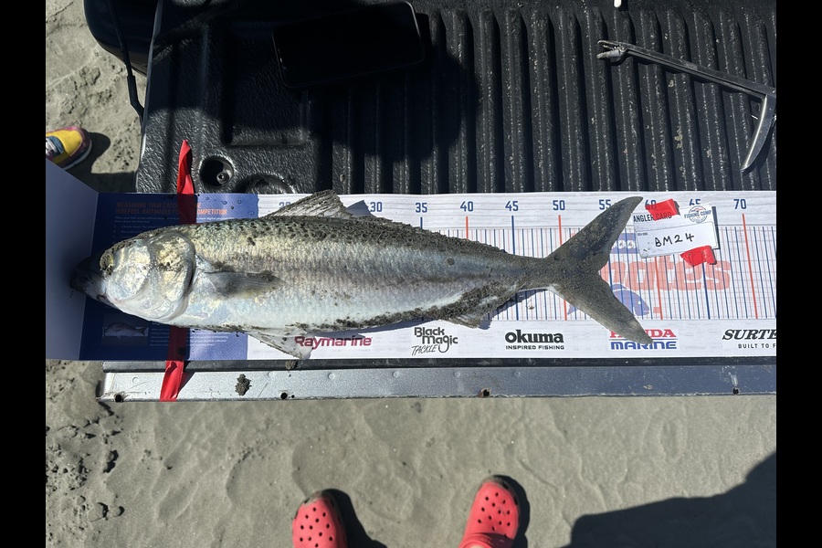 Liam Bremner caught this 53.5cm Kahawai at Manawatu during The Export NZ Fishing Competition