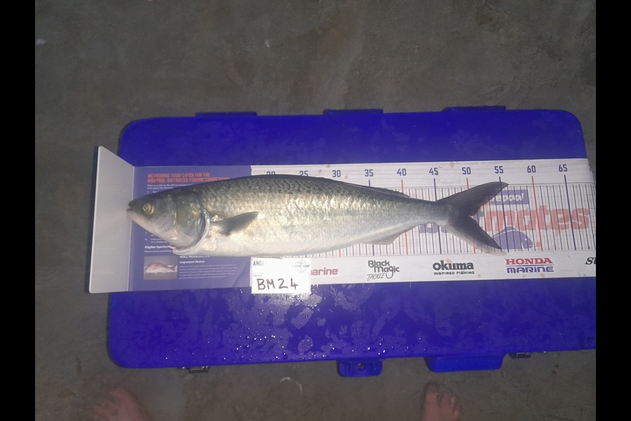 Martin Peters caught this 49.5cm Kahawai at Northland during The Export NZ Fishing Competition