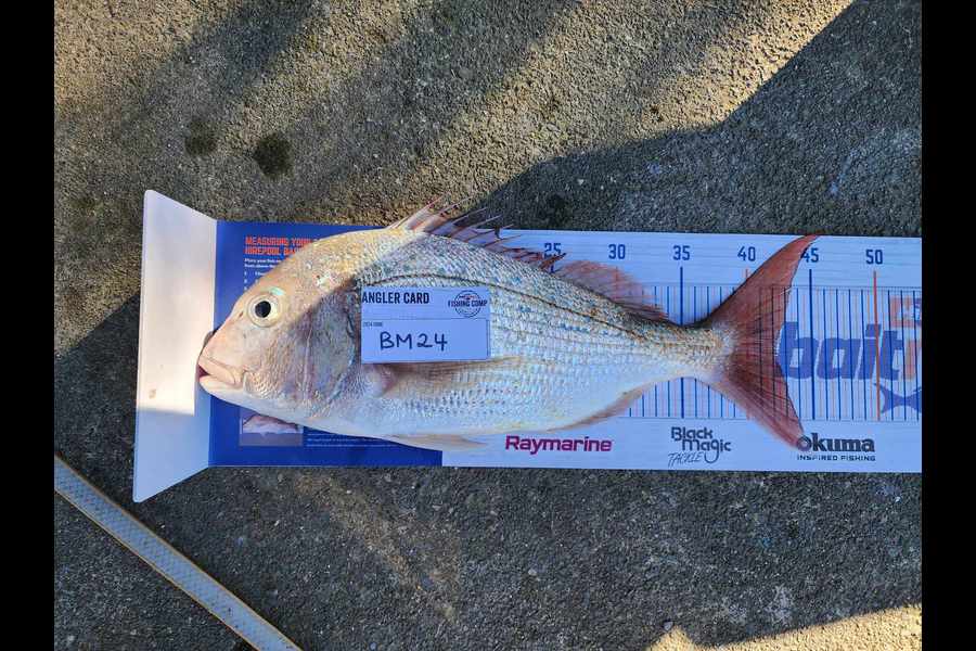 Trent Shields caught this 42.0cm Snapper at Northland during The Export NZ Fishing Competition