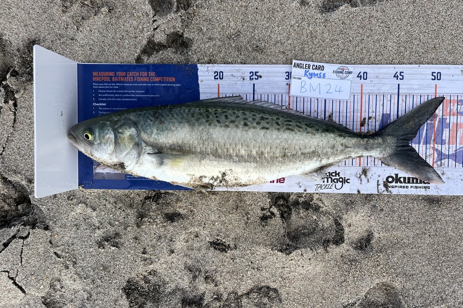 Kyuss Bougen caught this 46.5cm Kahawai at Coromandel during The Export NZ Fishing Competition