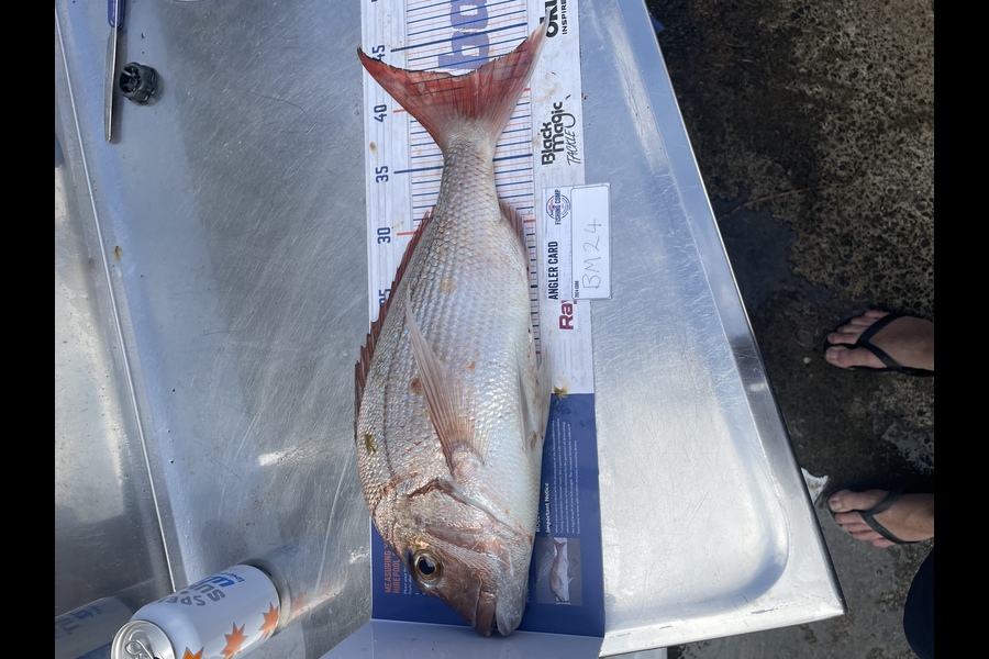 Shanon Imms caught this 42.0cm Snapper at Northland during The Export NZ Fishing Competition