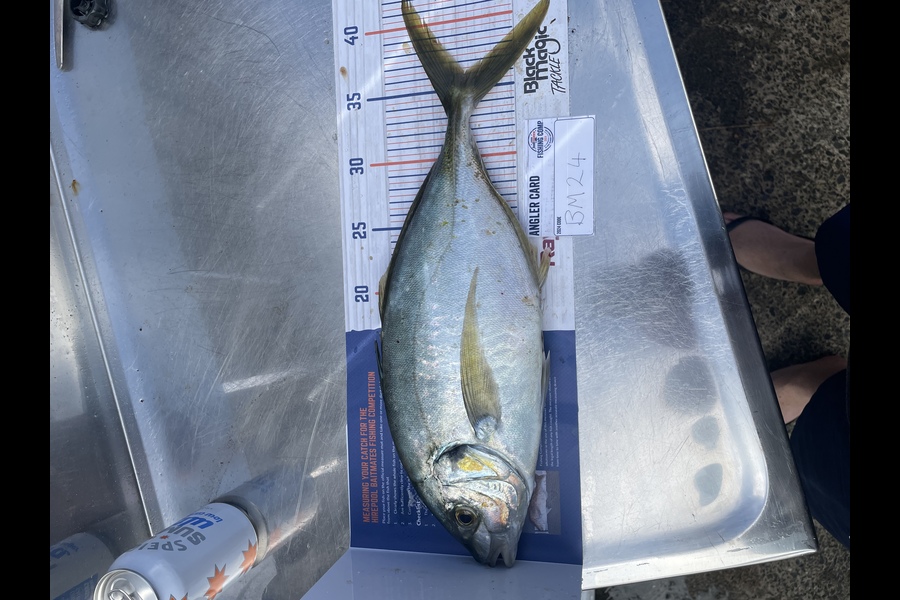 Shanon Imms caught this 36.0cm Trevally at Northland during The Export NZ Fishing Competition