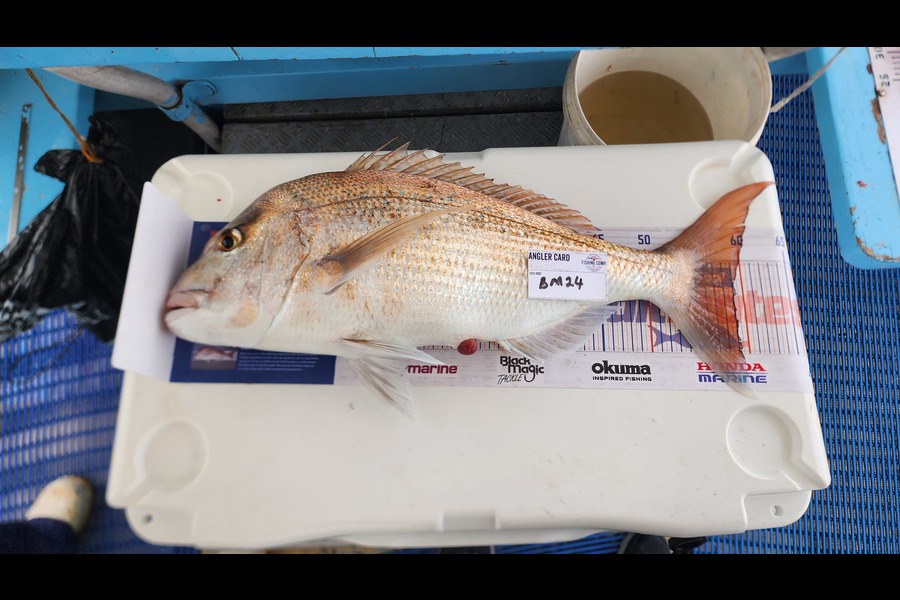 Michael Rangi caught this 59.0cm Snapper at Coromandel during The Export NZ Fishing Competition
