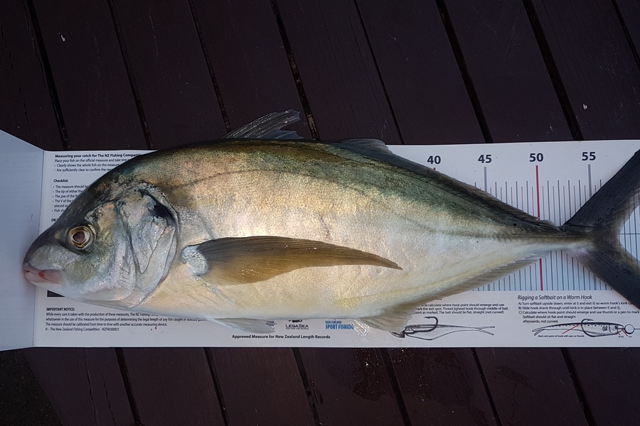 Paul  Alexander caught this 57.0cm Trevally at Northland during The Export NZ Fishing Competition