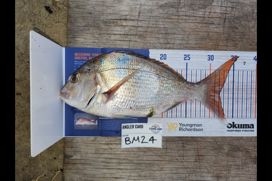 Cory Piggales caught this 32.0cm Snapper at Waikato during The Export NZ Fishing Competition