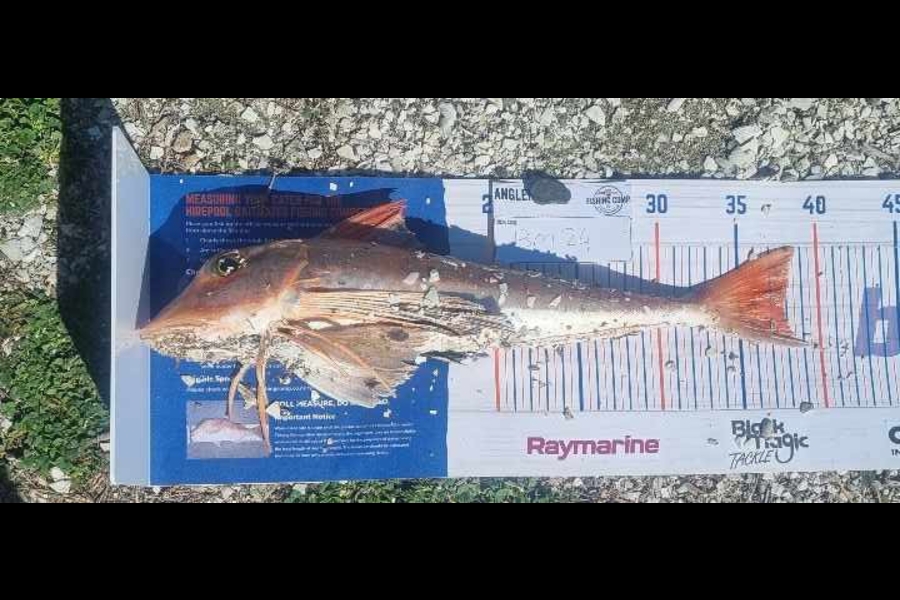 Tain Rookes caught this 37.5cm Gurnard at Waikato during The Export NZ Fishing Competition