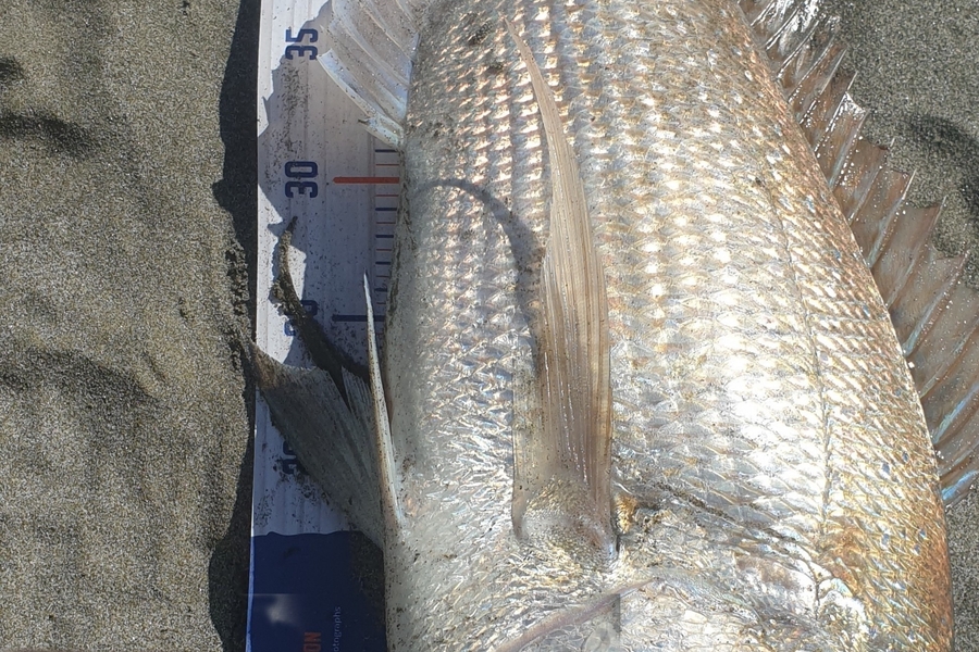 Rewai Williams caught this 52.0cm Snapper at Bay of Plenty during The Export NZ Fishing Competition
