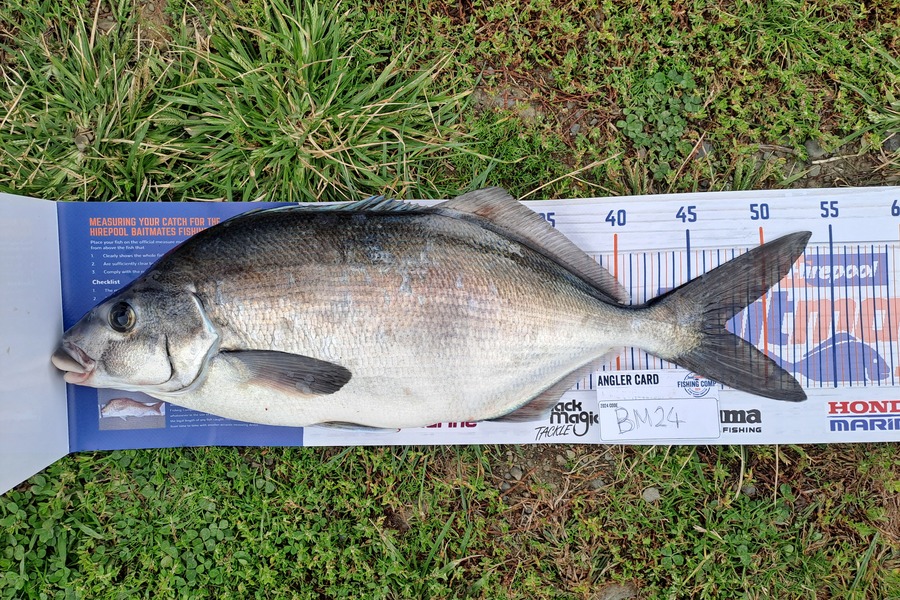 Kelvin  Carpenter  caught this 47.5cm Blue Moki at East Cape during The Export NZ Fishing Competition