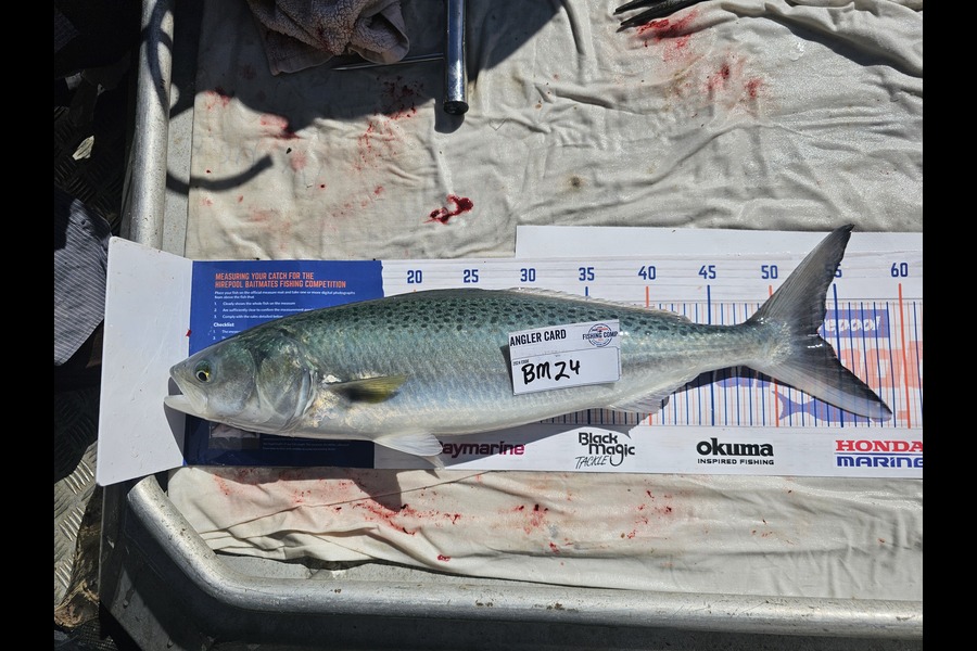 Phillip Rose caught this 53.5cm Kahawai at Nelson/Marlborough during The Export NZ Fishing Competition