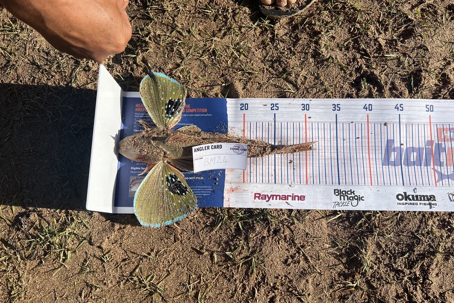 Ziggy Bolstad caught this 31.0cm Gurnard at Northland during The Export NZ Fishing Competition