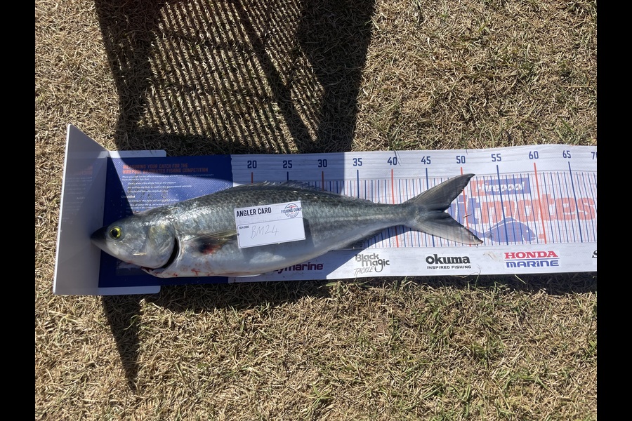 Ziggy Bolstad caught this 47cm Kahawai at Northland during The Export NZ Fishing Competition