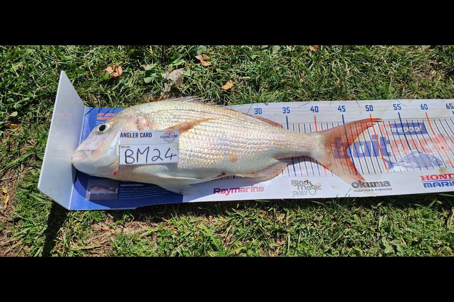 Ava Meiring caught this 44cm Snapper at Nelson/Marlborough during The Export NZ Fishing Competition