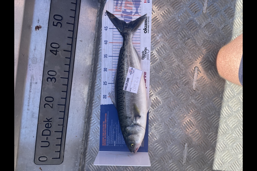 Shanon Imms caught this 47.0cm Kahawai at Northland during The Export NZ Fishing Competition