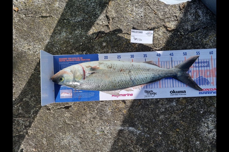 Michael Brown caught this 50.0cm Kahawai at Bay of Plenty during The Export NZ Fishing Competition