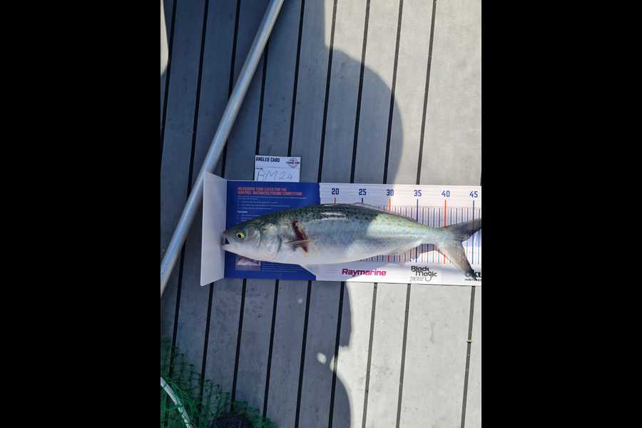 Nick Claassen caught this 43.0cm Kahawai at Waikato during The Export NZ Fishing Competition