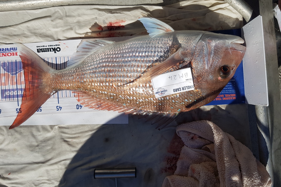 Carolyn Rose caught this 53.0cm Snapper at Nelson/Marlborough during The Export NZ Fishing Competition