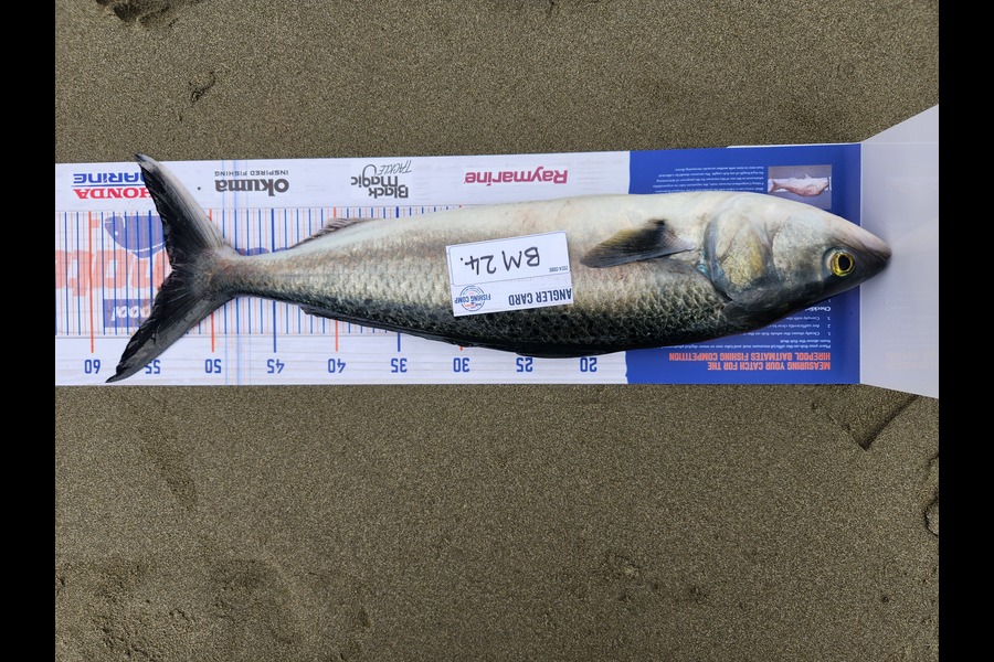 Nick Powell caught this 53.5cm Kahawai at Canterbury during The Export NZ Fishing Competition