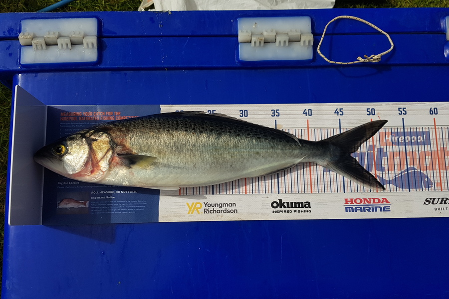 Ashton Newland caught this 46.0cm Kahawai at Coromandel during The Export NZ Fishing Competition