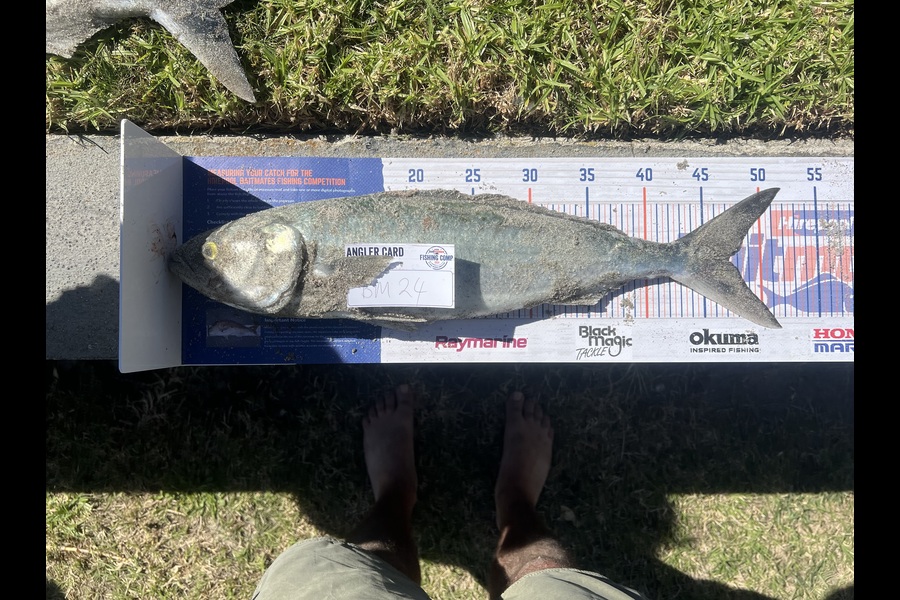 Jack Sargison caught this 47.5cm Kahawai at Bay of Plenty during The Export NZ Fishing Competition