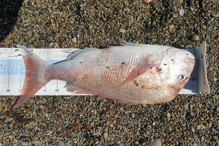Gareth  Nicholson  caught this 73.0cm Snapper at Nelson/Marlborough during The Export NZ Fishing Competition